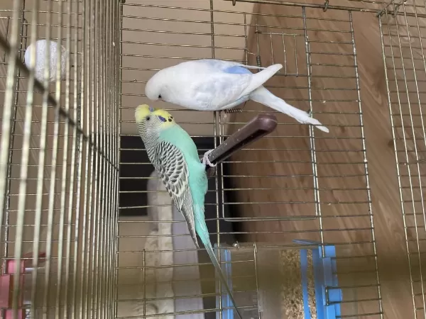 2 Erkek 1 Dişi Muhabbet Kuşu