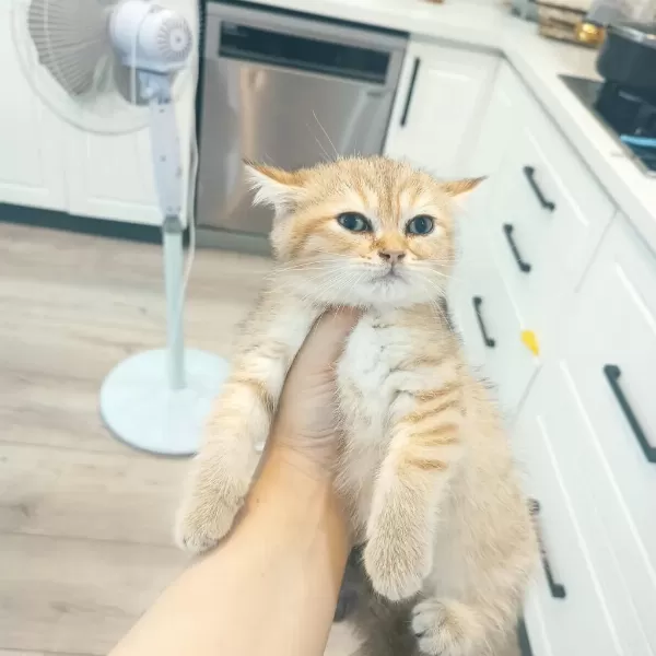 Golden Son Kalan Erkek Yavru British Shorthair