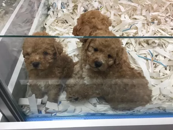 Biblo Güzelliğine Sahip Mikrochipli Poodle Bebekler