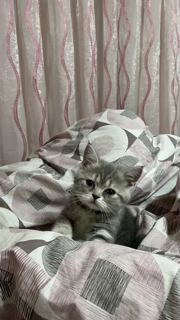 3 Aylık Dişi British Longhair