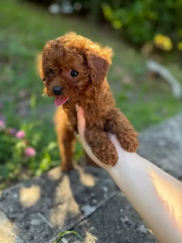 Toy Poodle Yavrulari