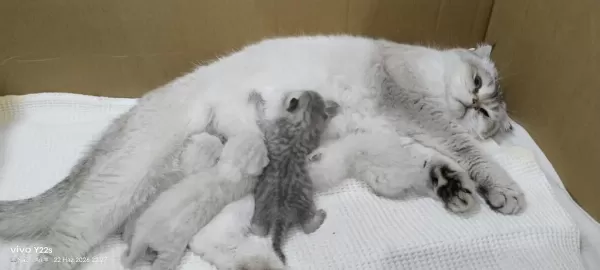 4 Yavru Kedimize Aile Arıyoruz