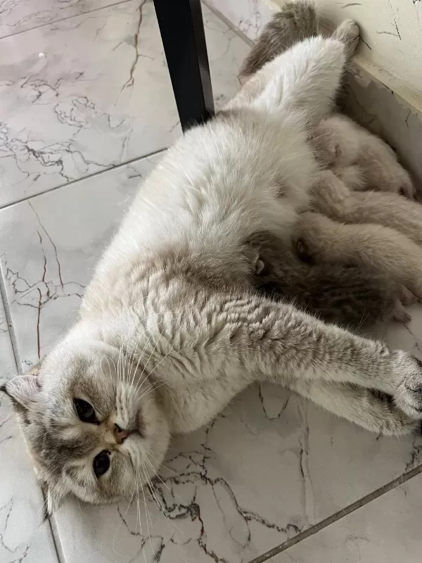 4 Yavru Kedimize Aile Arıyoruz