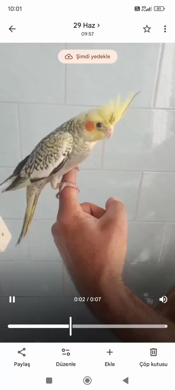 Alışık Sultan Papağanı