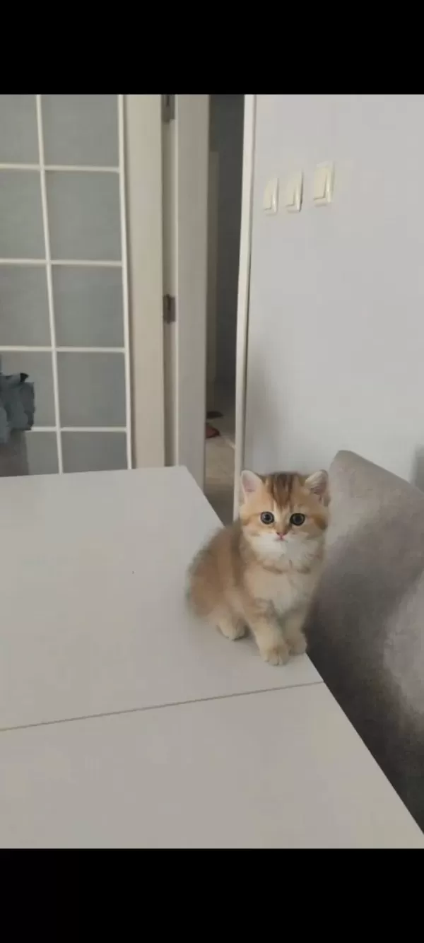 Golden Ny25 Bitter Kedimiz Yuvasini Ariyor