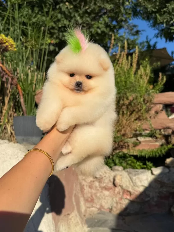 Orjinal Pomeranian Yavrularımız
