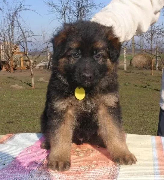 Orjinal Alman Kurdu Yavrularımız