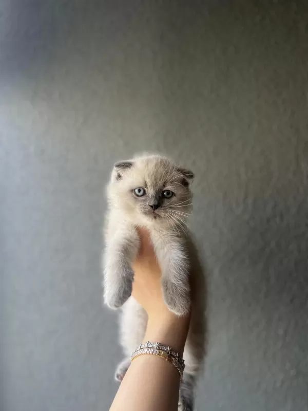 Scottish Fold Blue Point Yavrularim