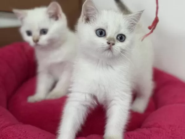 En Güzel British Longhair Ve Shorthair Yavrularımız
