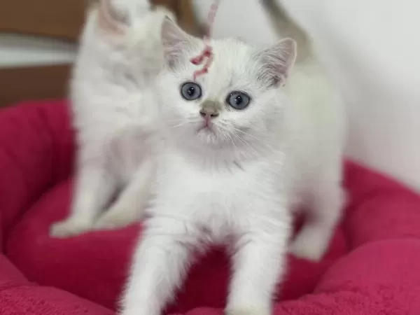 En Güzel British Longhair Ve Shorthair Yavrularımız