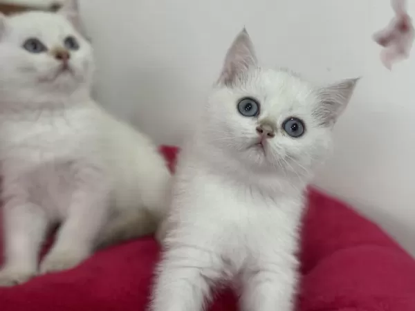 En Güzel British Longhair Ve Shorthair Yavrularımız