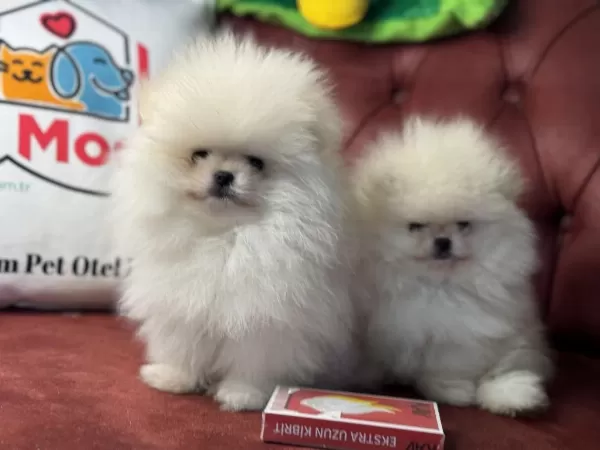 Ankarada Ziyarete Açık Teddy Face Pomeranian Boo