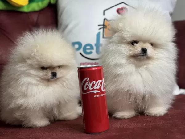 Ankarada Ziyarete Açık Teddy Face Pomeranian Boo