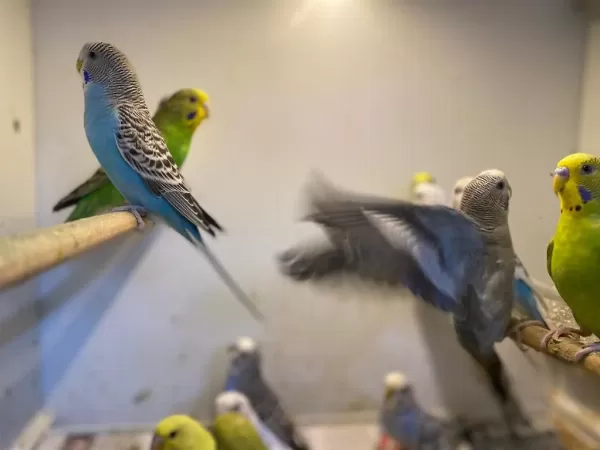 Harika Muhabbet Kuşlari