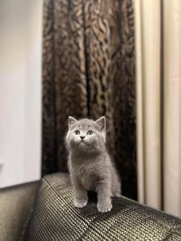 Birbirinden Güzel British Shorthair Yavrularim