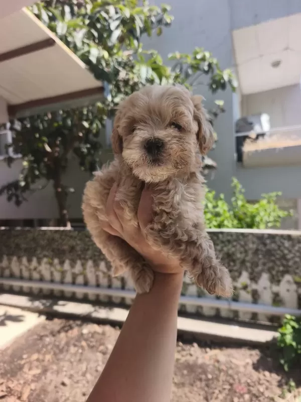 Maltipoo Yavrularımız