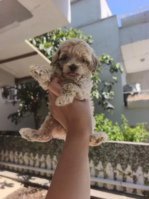 Maltipoo Yavrularımız