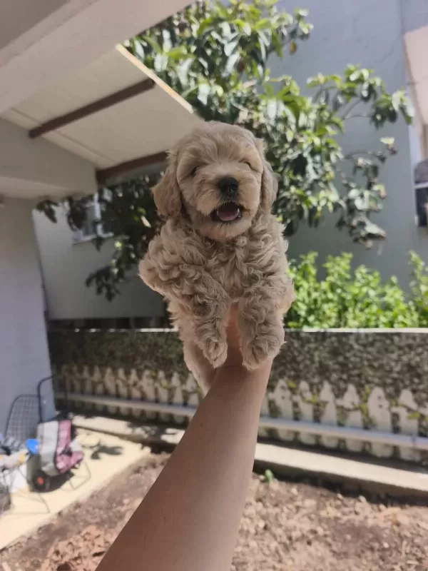 Maltipoo Yavrularımız