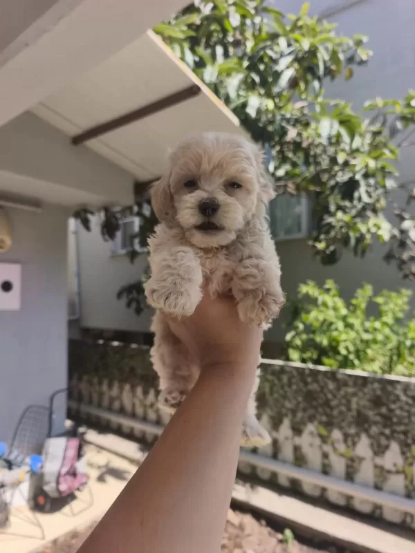Maltipoo Yavrularımız