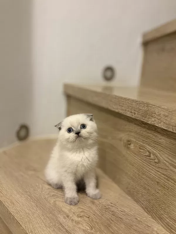 Scottish Fold Blue Point Yavrular