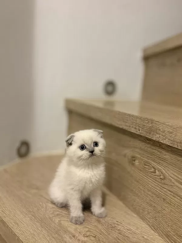 Scottish Fold Blue Point Yavrular