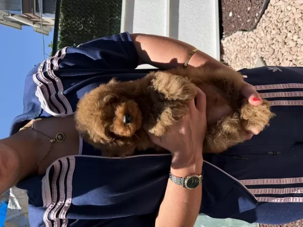 Harika Red Toy Poodle