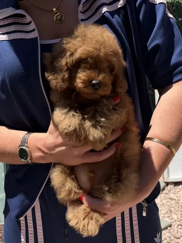 Harika Red Toy Poodle