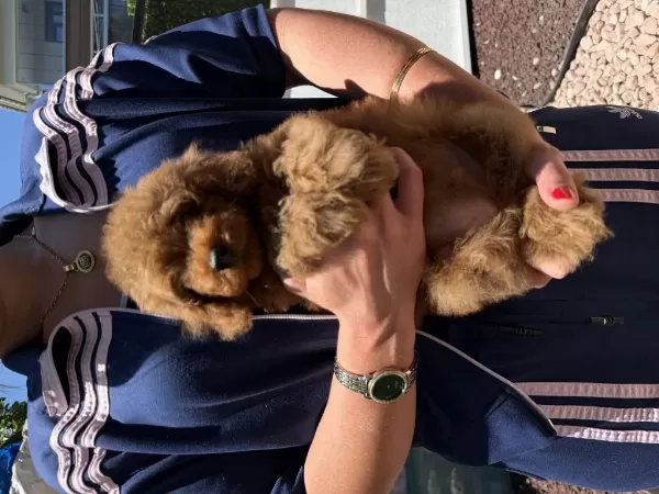 Harika Red Toy Poodle