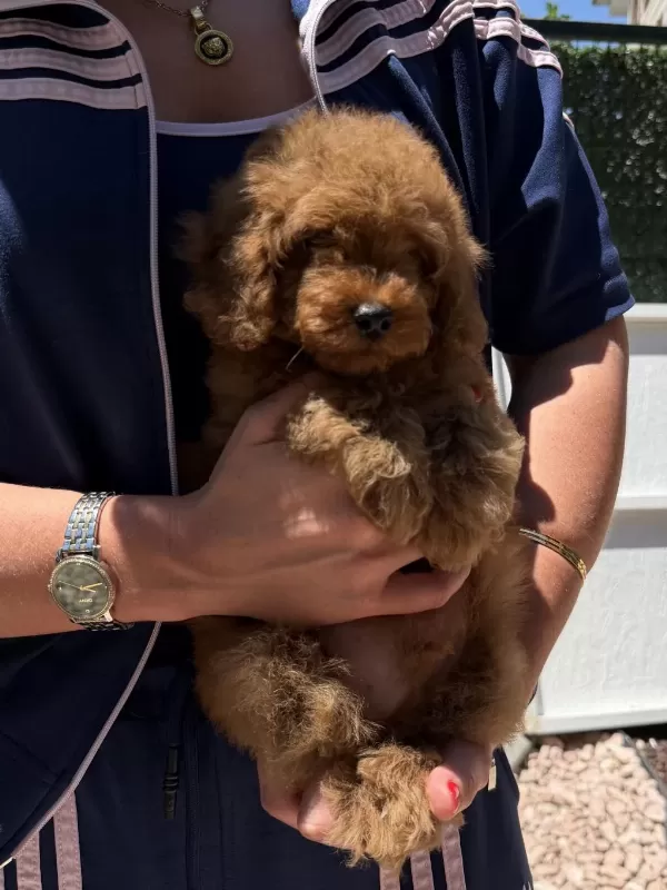 Harika Red Toy Poodle