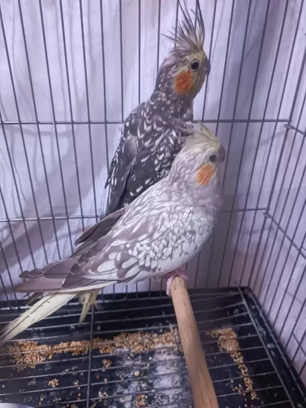Hazır Takım Sultan Papağanı