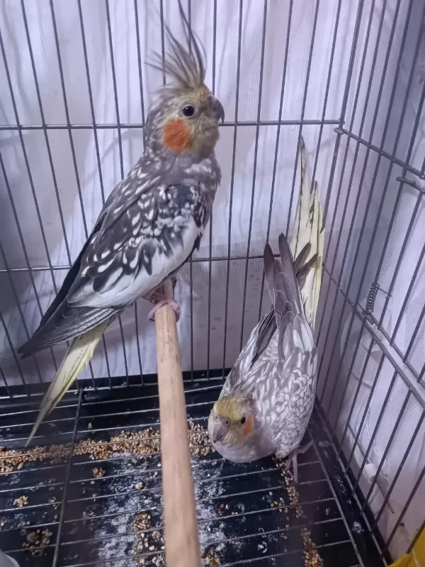 Hazır Takım Sultan Papağanı