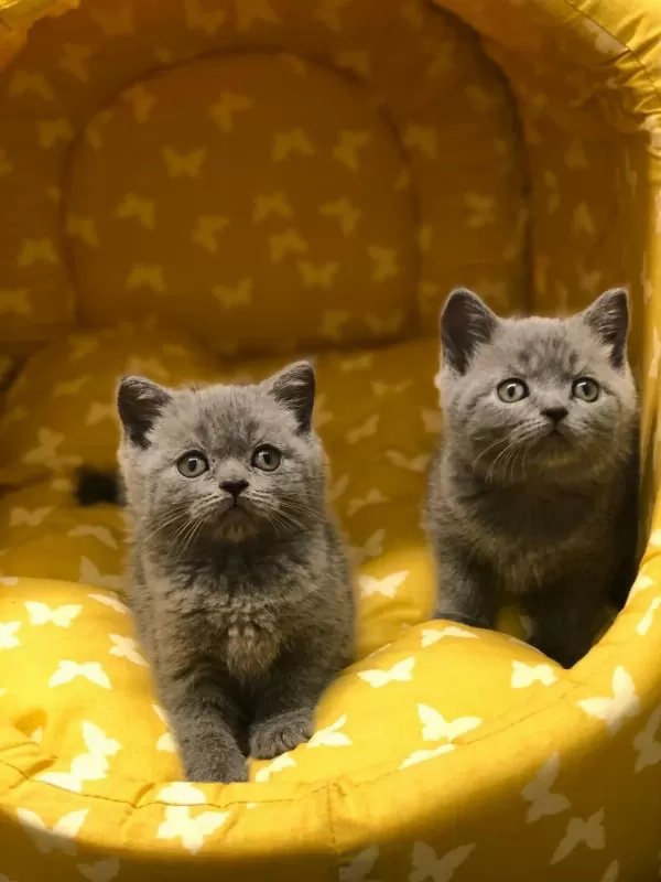 Gri British Shorthair Yavrular