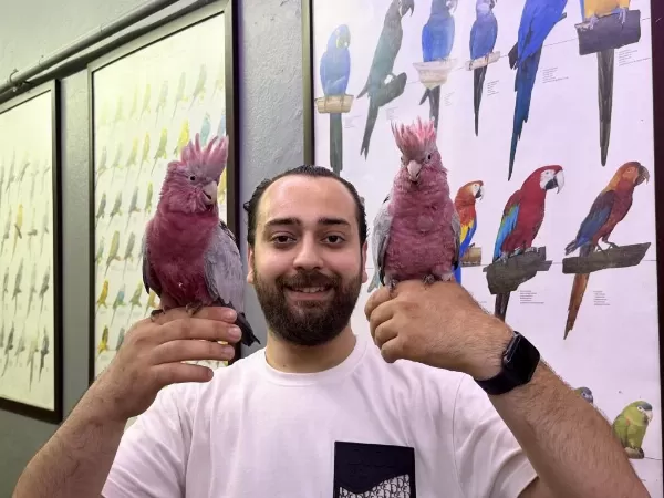 60 Günlük Bebek Belgeli Gül Kakadu Yavrularimiz