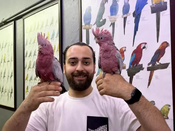60 Günlük Bebek Belgeli Gül Kakadu Yavrularimiz