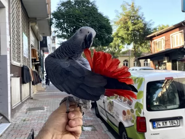 Çok Konuşan Evcil Eğitimli Jako Papağani