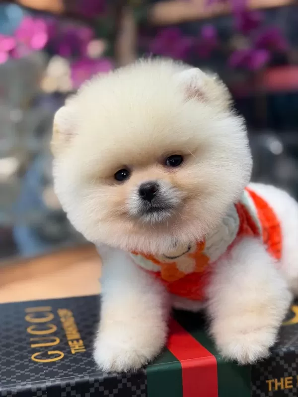 Ayı Surat Pomeranian Bebekler