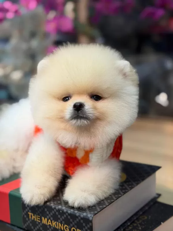Ayı Surat Pomeranian Bebekler