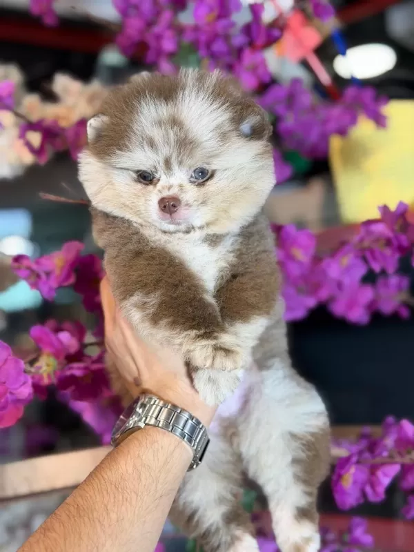 Ayı Surat Pomeranian Bebekler