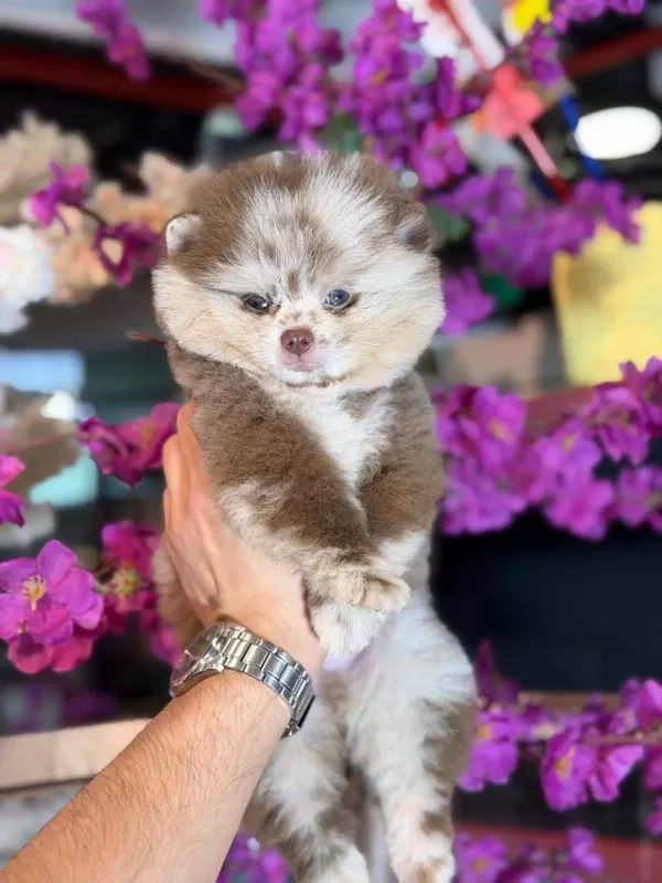 Ayı Surat Pomeranian Bebekler