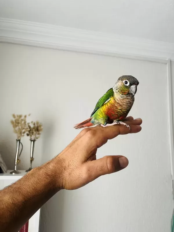 Konur Papağanı Sahiplenmek İster Misiniz?