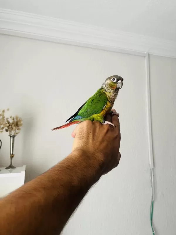 Konur Papağanı Sahiplenmek İster Misiniz?