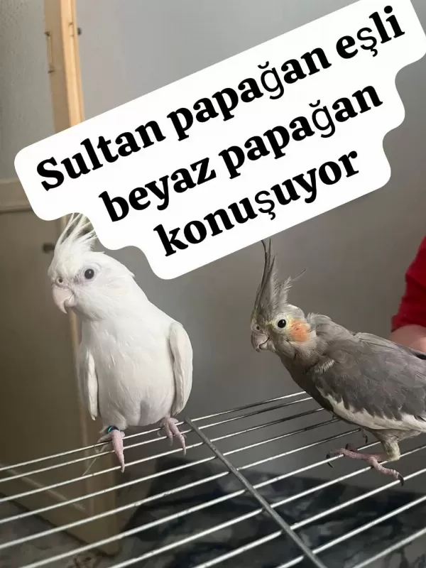 Sağlıklı Sultan Papağanımız