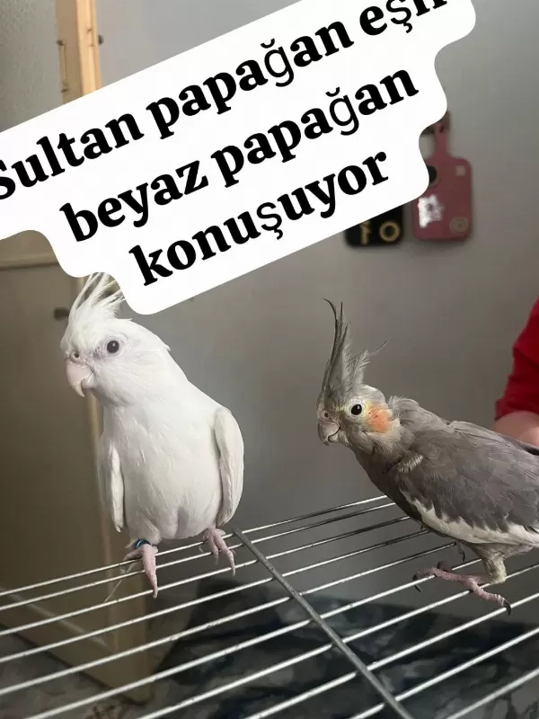Sağlıklı Sultan Papağanımız