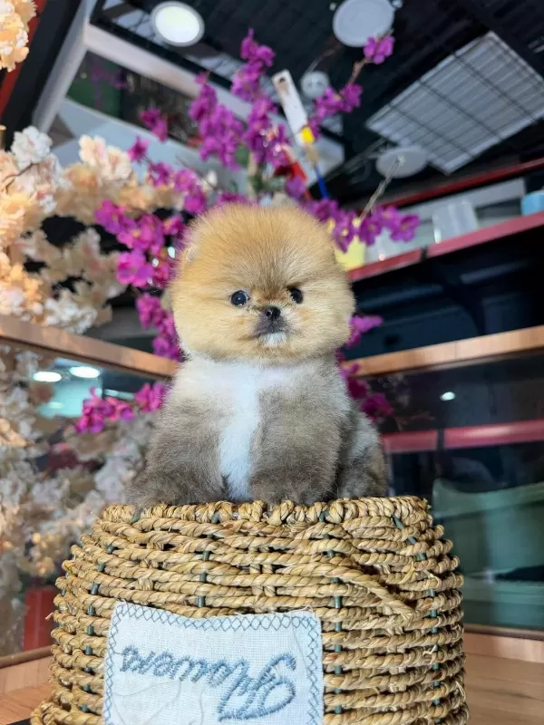 Micro Pomeranian Boo