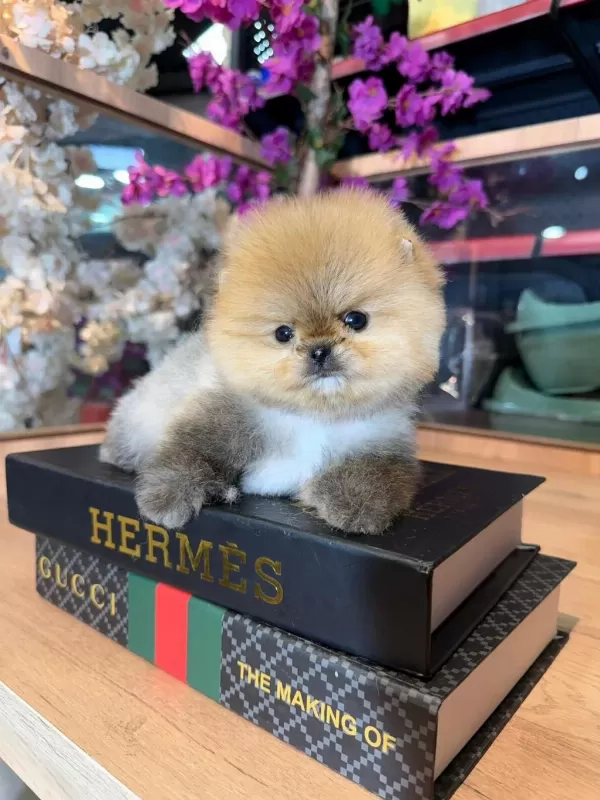 Micro Pomeranian Boo