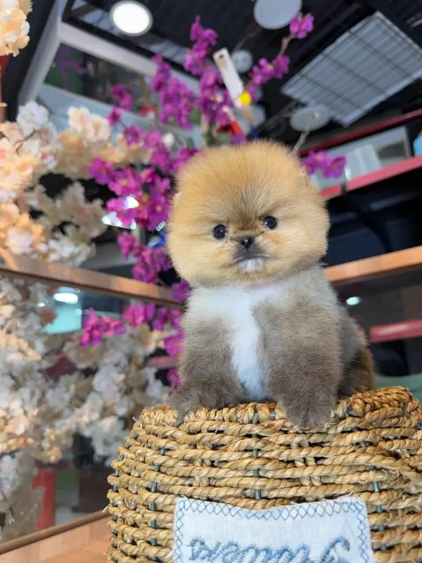Micro Pomeranian Boo