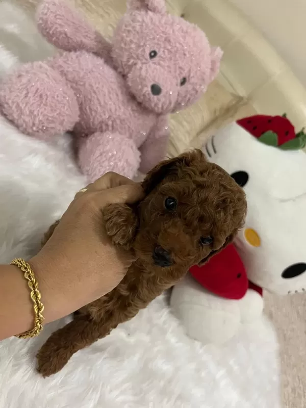 Sağlik Ve İrk Garantili Toy Poodle