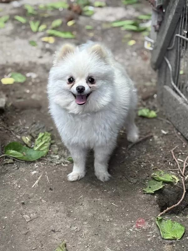 Pomeranian Boo Yavrularımız Teslime Hazır