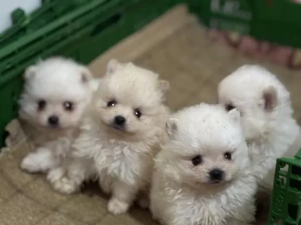 Pomeranian Boo Yavrularımız Teslime Hazır