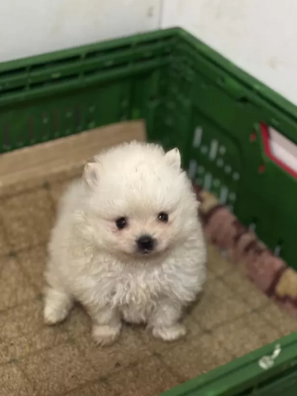 Pomeranian Boo Yavrularımız Teslime Hazır